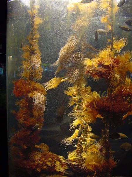 Cylindrical aquarium tank with yellow anemones and fish swimming among corals