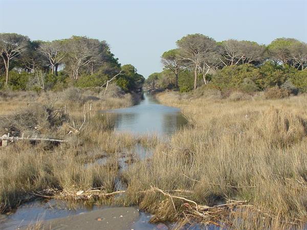 Water channel through dry reeds and pine trees, coastal pinewood