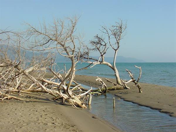 White dead trees fallen on the beach beside a stream flowing into the sea