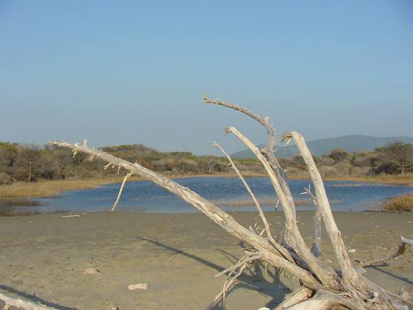 Weathered driftwood trunk on sand in front of a lagoon and hills
