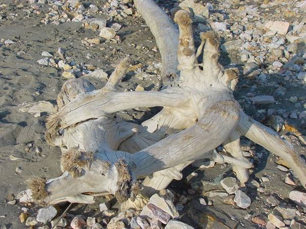 Bleached dead tree trunk lying on sandy beach among pebbles