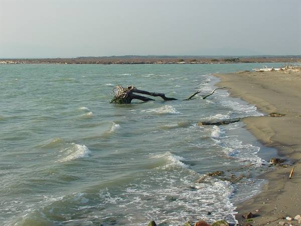 Dead tree trunk half-submerged among green waves, empty sandy beach