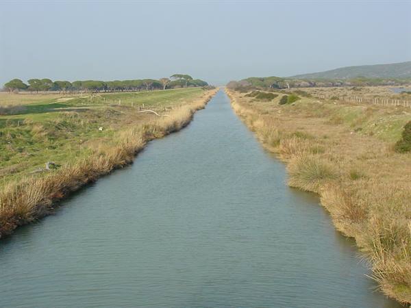 Water canal between dry reed banks and green pastures, pines in the distance