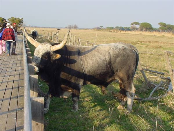 Large grey bull with long horns beside the wooden boardwalk, tourists watching