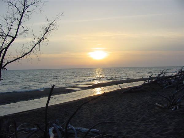 Low sun over the sea, driftwood logs on sand among bare branches