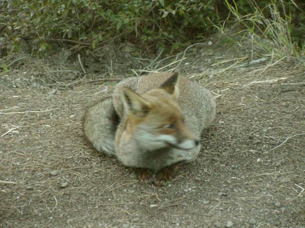 Red fox crouching on sandy ground with green bushes behind