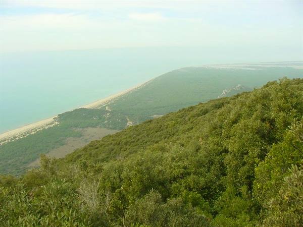 Green Mediterranean scrub above the sandy beach and turquoise sea of Monte Conero