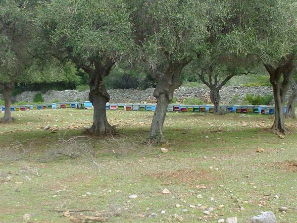 Colorful beehives lined up under old olive trees, stone walls behind