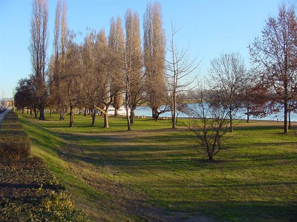 Bare trees on green lawn along the river, clear winter light