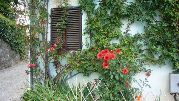 Red dahlias and roses on light blue wall with wooden shutter