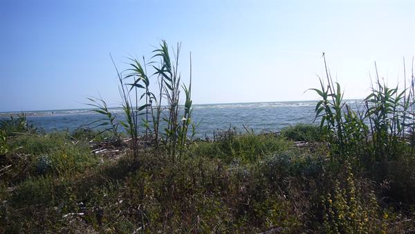 VECCHIANO BETWEEN THE PINE WOODS AND THE SEA