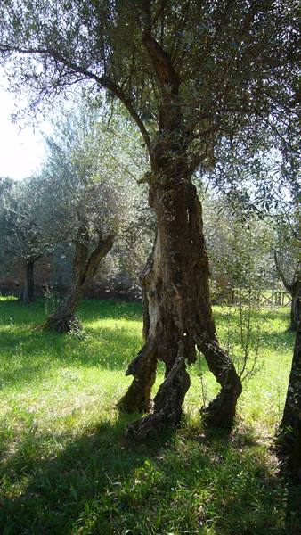 Ancient gnarled olive tree in an olive grove, green grass and sunlight