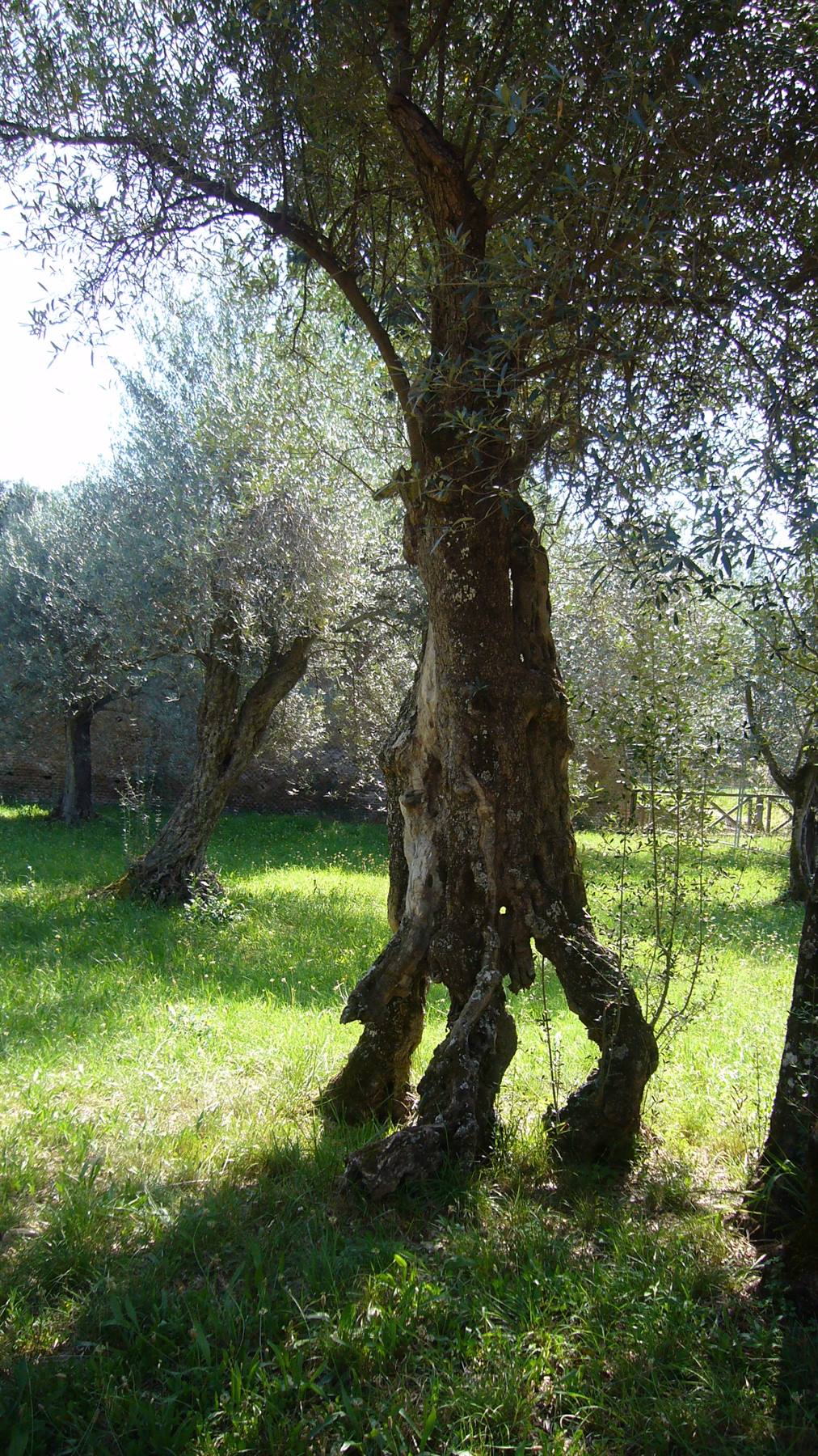Vecchio ulivo secolare con tronco nodoso nell'oliveto, erba verde e luce solare