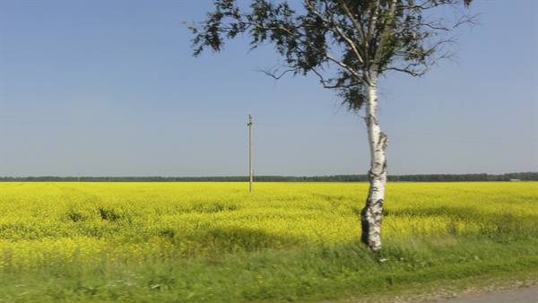 Yellow rapeseed field in bloom with white birch tree and utility pole