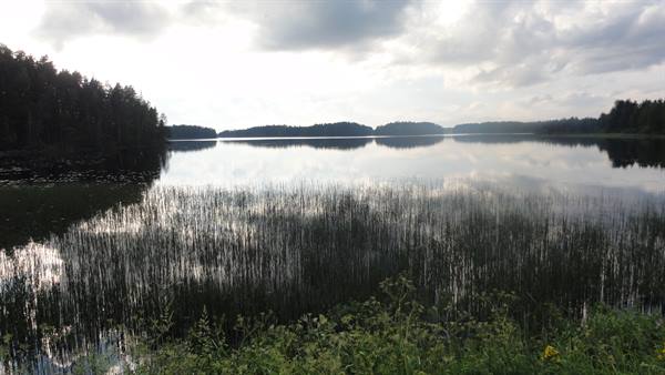 Calm lake with reeds in front, dark forests and clouds reflected in the water