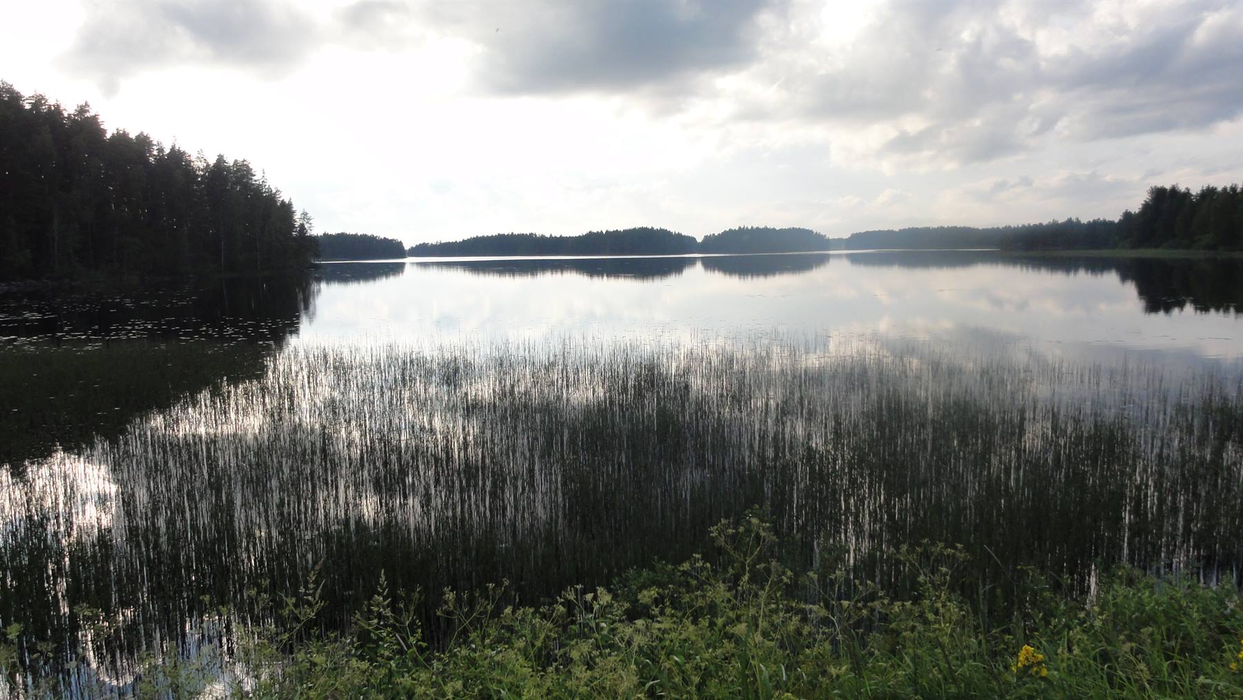 Lago tranquillo con canneti davanti, foreste scure e nuvole riflesse nell'acqua