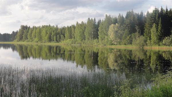 Calm lake with reeds, green forest reflected in still water under clouds