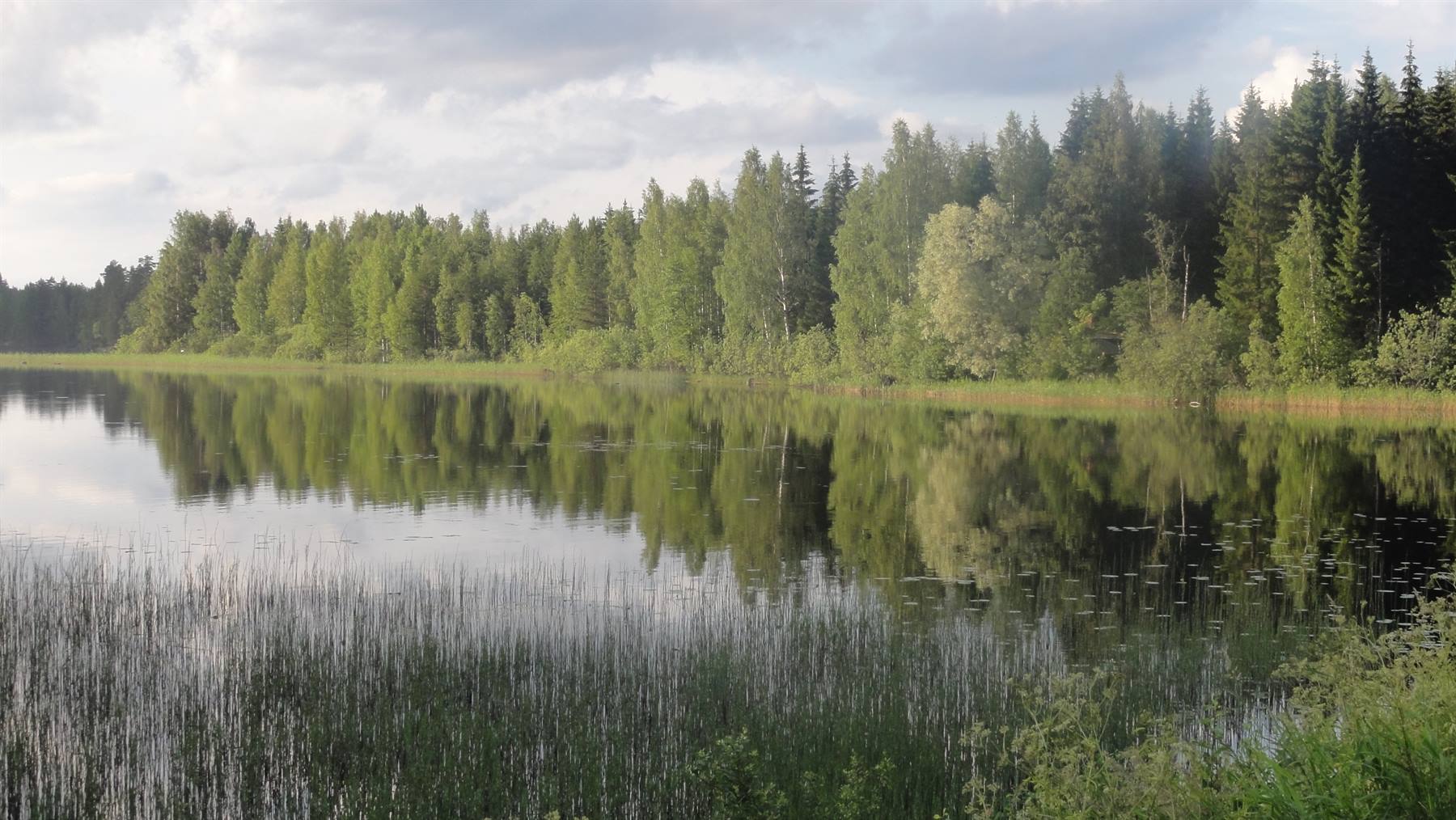 Lago plastro circondato da canneti, foresta verde riflessa nell'acqua ferma
