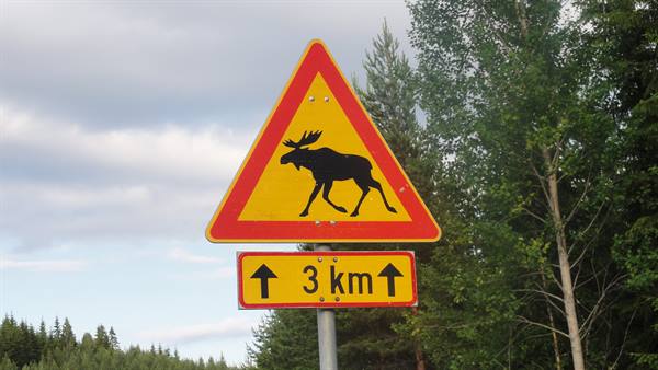 Yellow moose crossing warning sign, 3 km ahead among spruce trees
