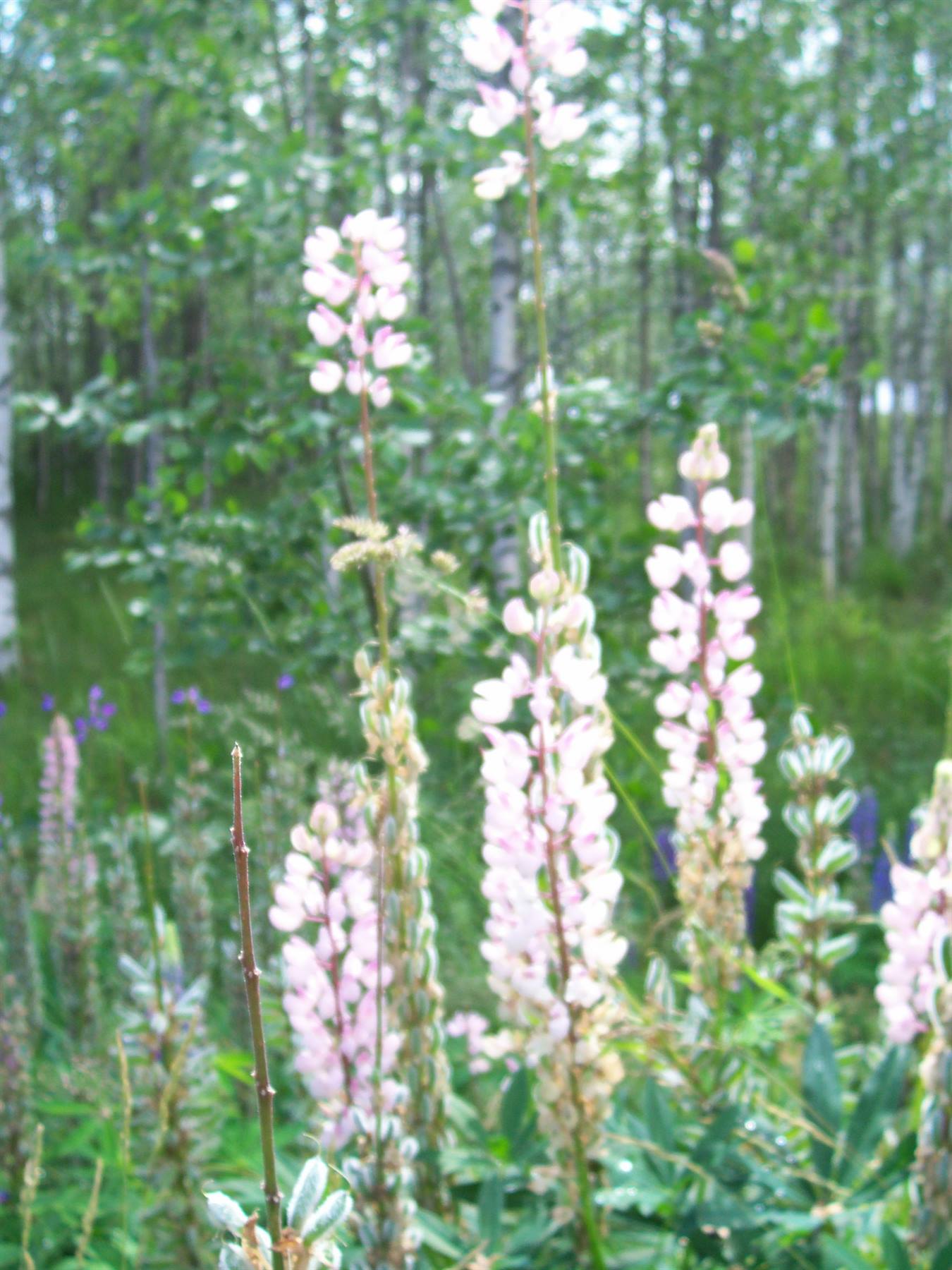 Lupini rosa in fiore davanti a una boschetto di betulle