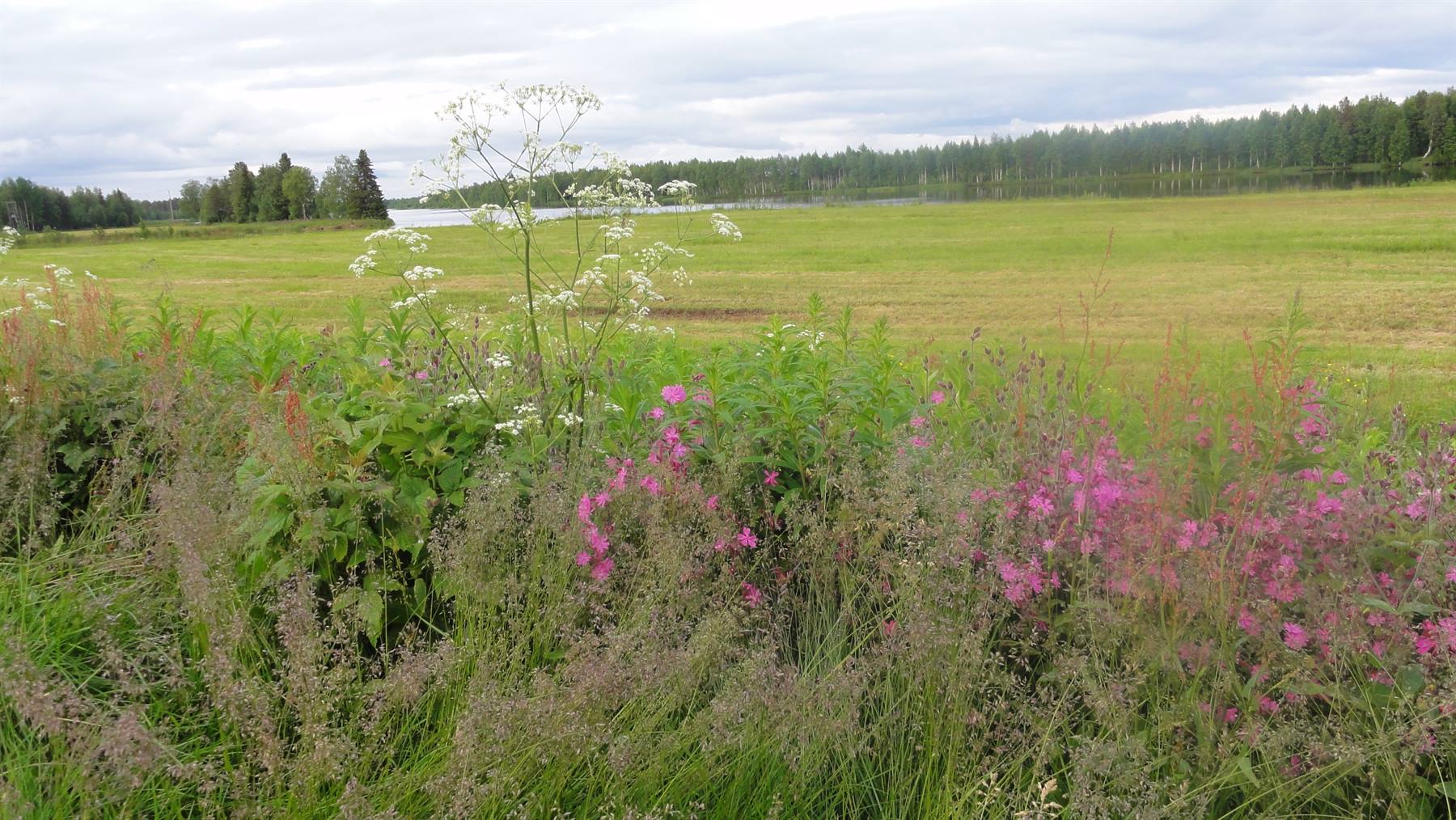 Fiori selvatici rosa e bianchi davanti a prateria verde e lago sotto cielo nuvoloso