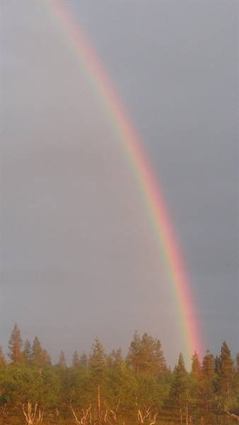 MIDNIGHT RAINBOW