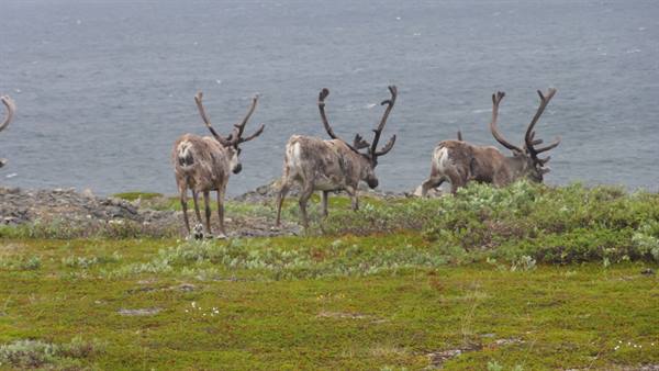TOWARDS NORTH CAPE