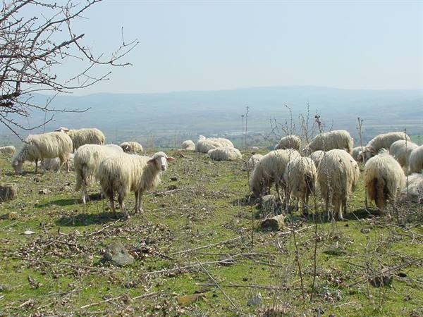 ROSELLE - PANORAMA