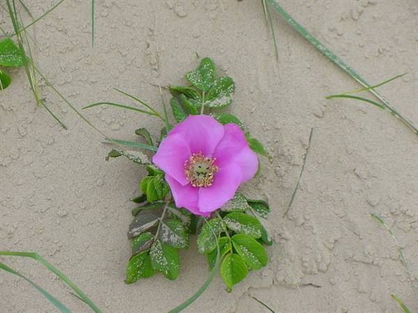 FLOWERS ON THE DUNES