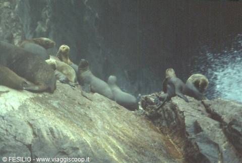 BALLESTAS ISLANDS - SEA LIONS