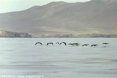 BALLESTAS ISLANDS - PELICANS