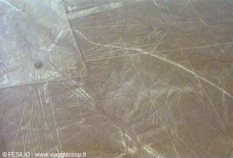 NAZCA - THE LINES - A BIRD