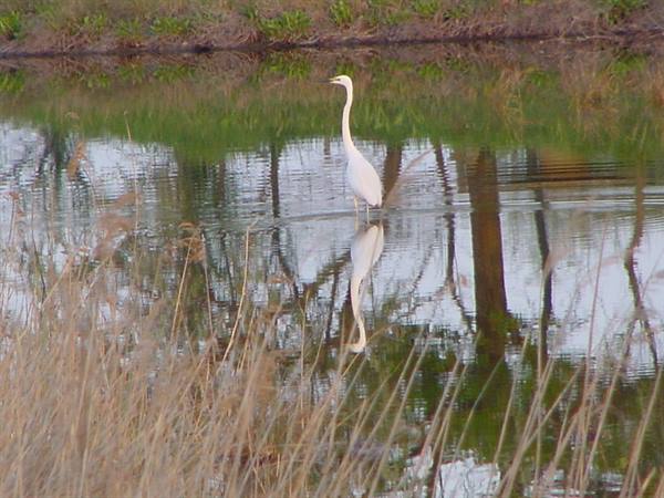 CASALBORSETTI - GREAT EGRET