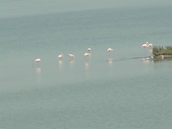 VALLE FURLANA - FLAMINGOS