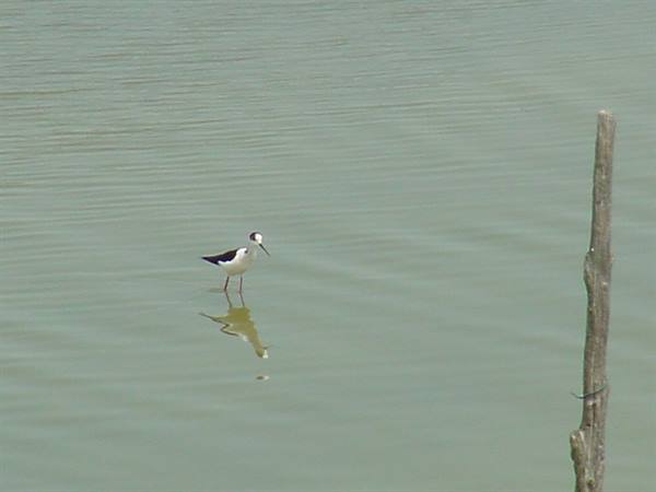 VALLE FURLANA - BLACK-WINGED STILT