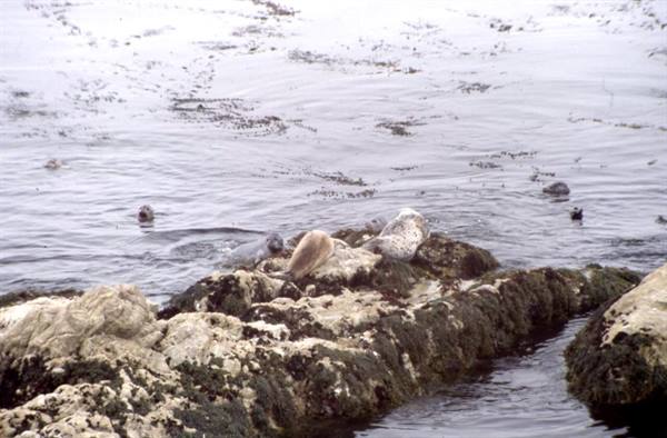 MONTEREY - THE OCEAN