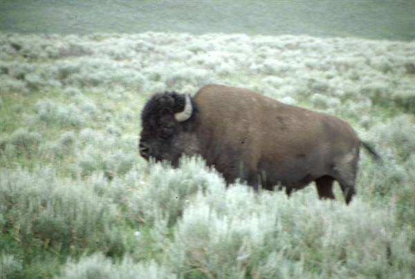 YELLOWSTONE