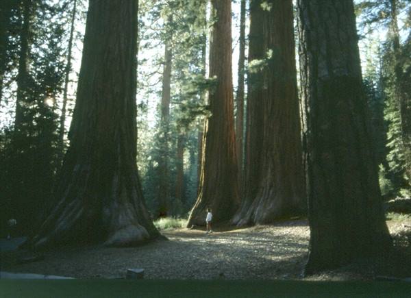YOSEMITE - WALKING AMONG THE SEQUOIAS