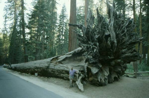 YOSEMITE