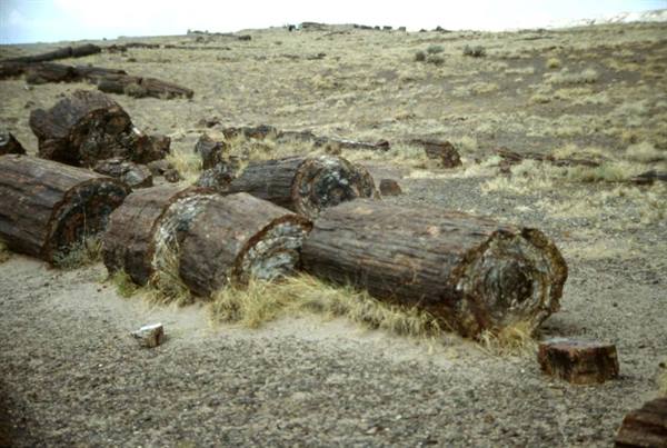 PETRIFIED FOREST