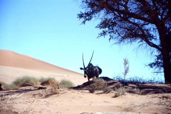ORYX