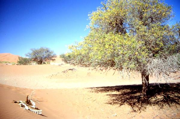 NAMIB DESERT