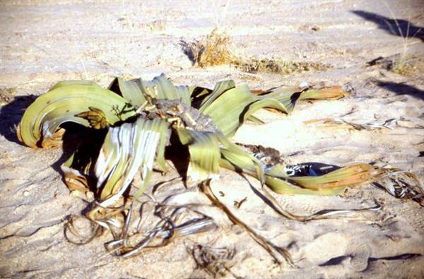 WELWITSCHIA - LIVING FOSSIL