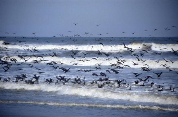 ATLANTIC COAST - CORMORANT COLONY