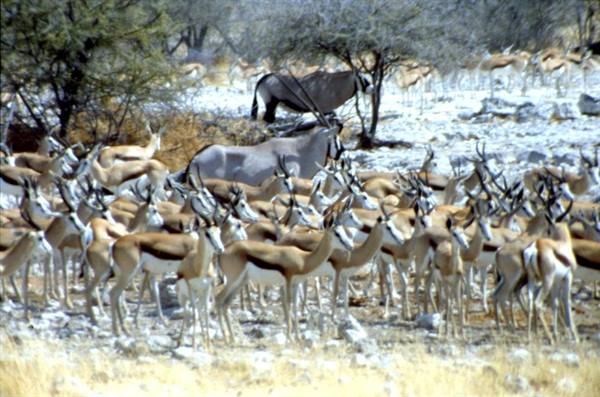ETOSHA
