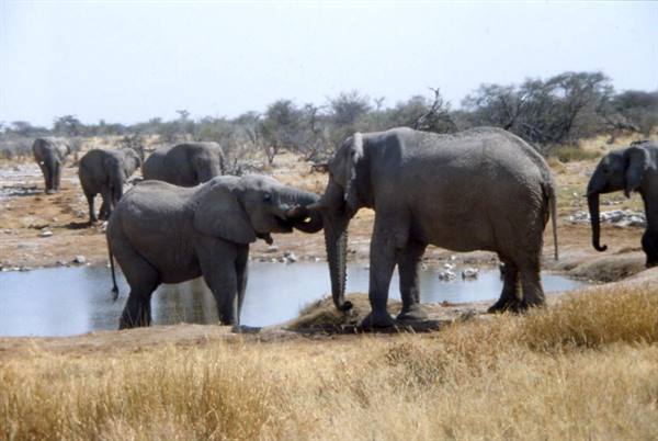 ETOSHA
