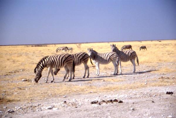 ETOSHA