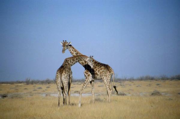 ETOSHA