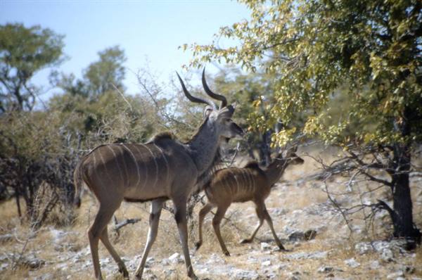 ETOSHA - KUDU