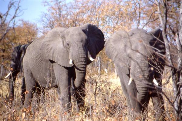 CHOBE PARK